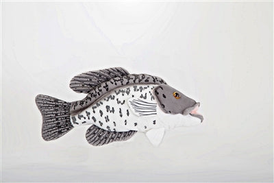 Black Crappie